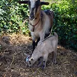 Lägenhet Casinha De Campo- Quintinha Dos Cavalos-