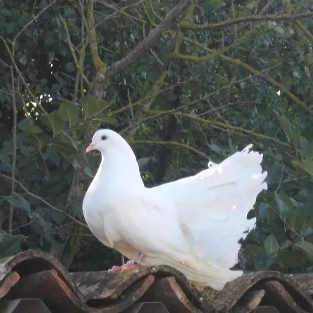 Casinha De Campo- Quintinha Dos Cavalos-