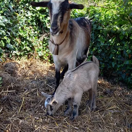 アパート Casinha De Campo- Quintinha Dos Cavalos-