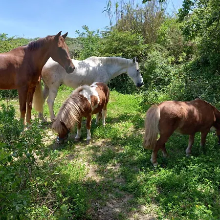 Casinha De Campo- Quintinha Dos Cavalos- Arruda dos Vinhos