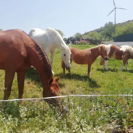 Casinha De Campo- Quintinha Dos Cavalos- Apartment