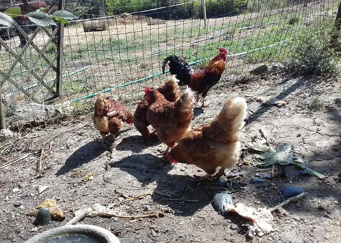 公寓 Casinha De Campo- Quintinha Dos Cavalos- 阿鲁达杜什维纽什