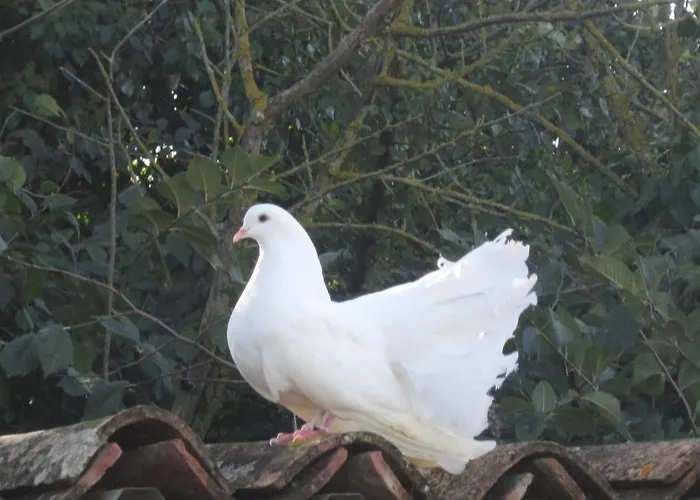 Casinha De Campo- Quintinha Dos Cavalos-