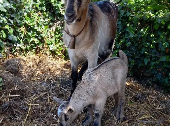 아파트 Casinha De Campo- Quintinha Dos Cavalos-
