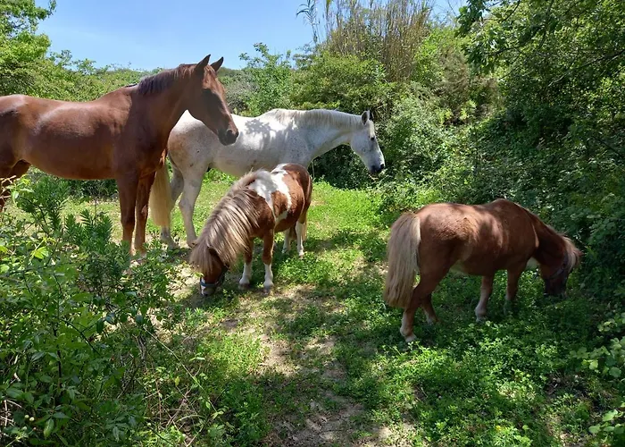 Casinha De Campo- Quintinha Dos Cavalos- 阿鲁达杜什维纽什