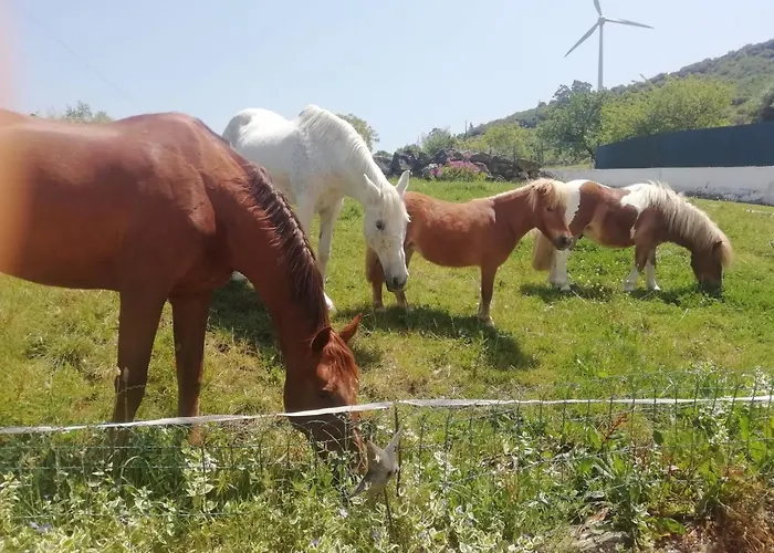 Casinha De Campo- Quintinha Dos Cavalos- 아파트